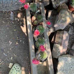 Cactus 