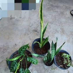 4 Live Plants