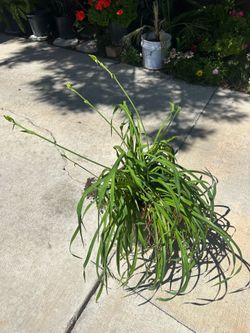 Lilys plant
