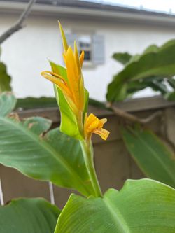 Heliconia FREE