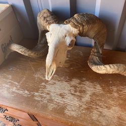 Real Ram Skull