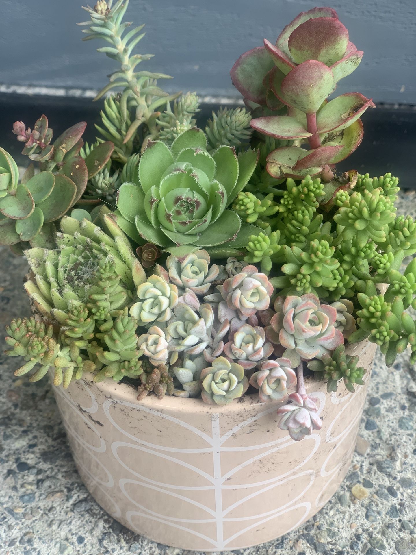 Live outdoor succulent arrangement in cream colored ceramic pot