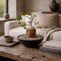 Fokea Edulis (Planter Included).  #A2