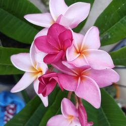 bonita Plumería 