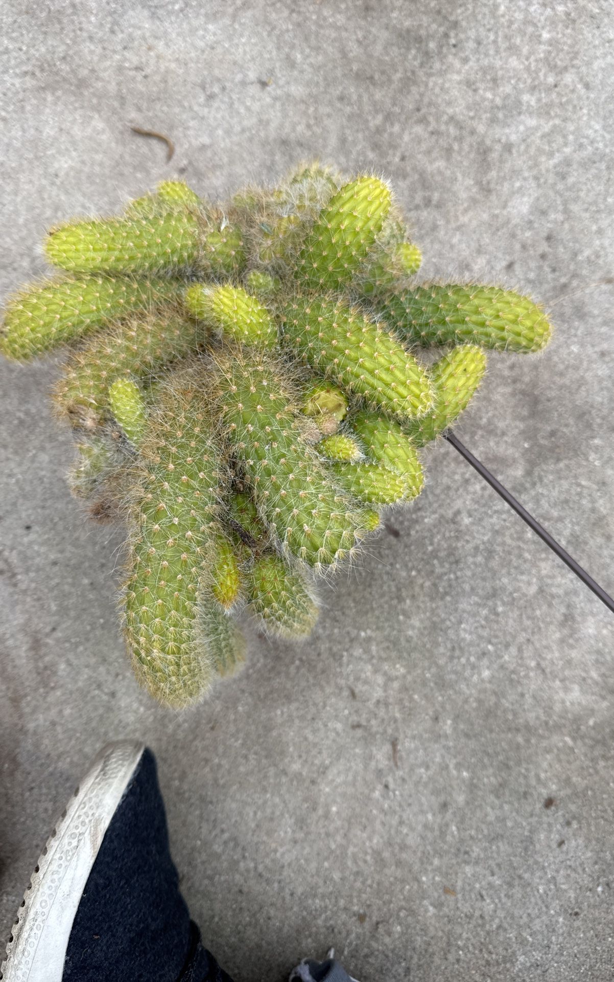 Monkey Tail Cactus 6” Hanging Planter