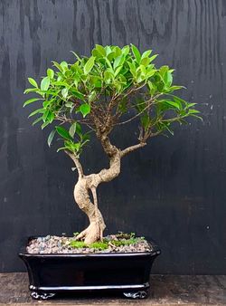 Bonsái Ficus Tigerbark