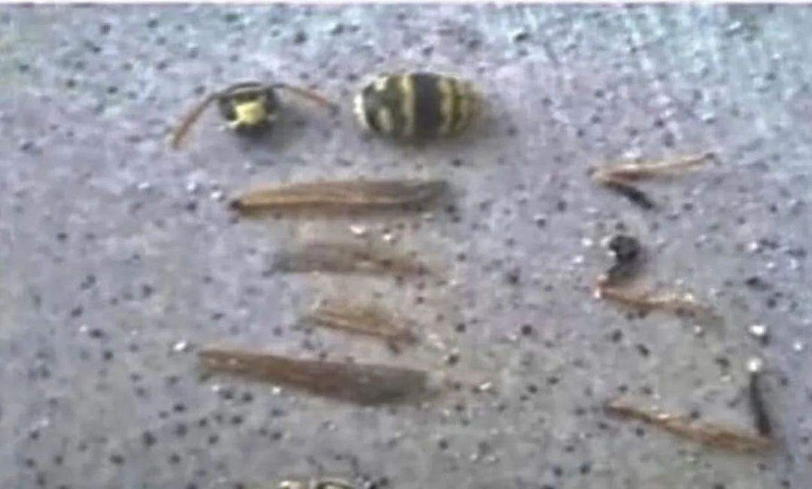 Wasp Parts For Sale
