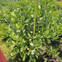 clusias $40 Instant  privacy  Hedge  for fence 