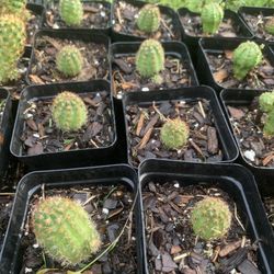 Lace Hedgehog Cactus 