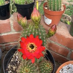Cactus Solo El Bebé Más Pequeno 