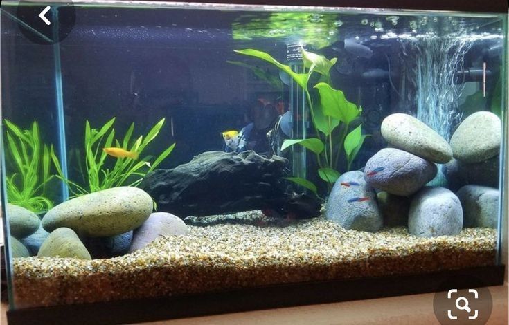 10 gallon fish tank