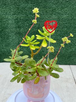 Succulent Pink Ceramic Bow Pot
