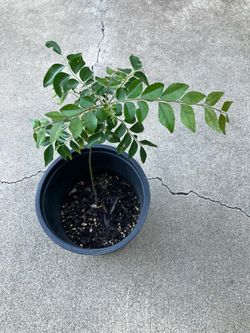 Curry Plant