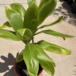 Large Leaf Ti Potted