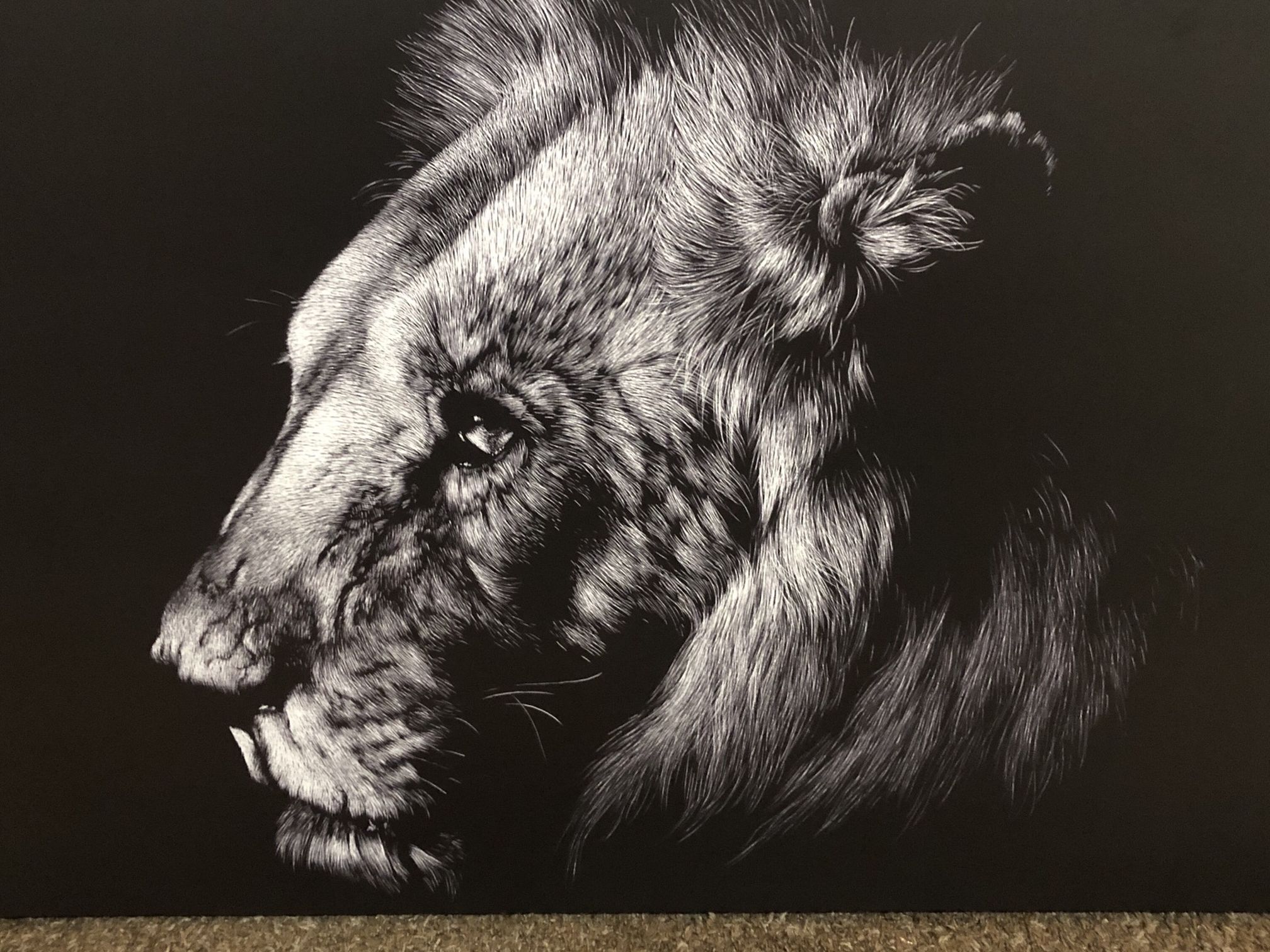 Brand new Lion Canvas Picture 36 X 24