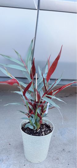 Alpinia Luteocarpa Red Rubin Plant