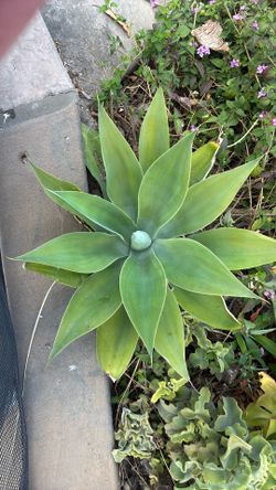 Agaves Foxtails