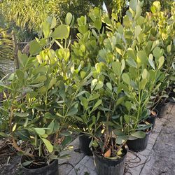 huge clusias podocarpus over 4 feet   instant privacy  Hedge  for fences 