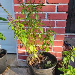 Basil  Plant