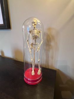 Vintage 1991 Human Skeleton Plastic Cloche Display Oddities Goth Decor Halloween