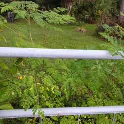 Miranga Tree for Sale