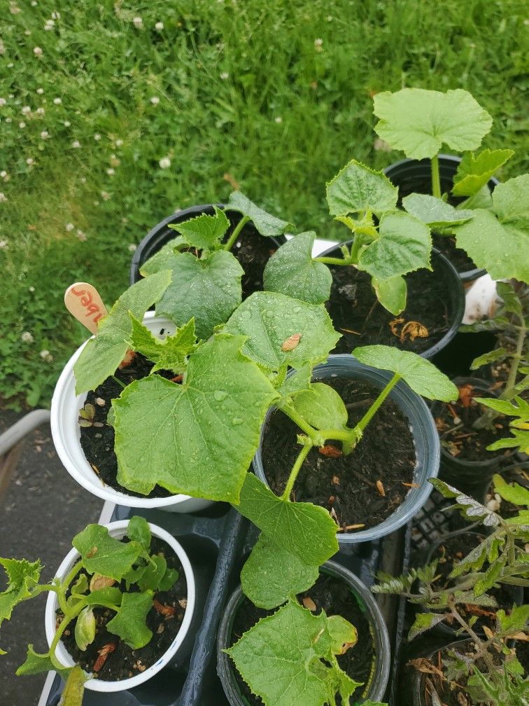 Organic Cucumber Each $3