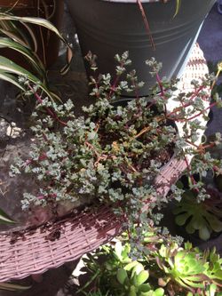 Razor edge succulent