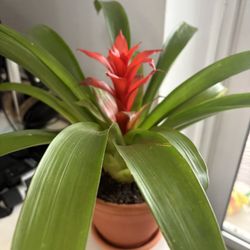 Home Plant