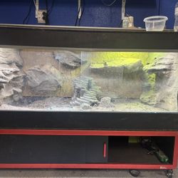 Bearded Dragon Enclosure 