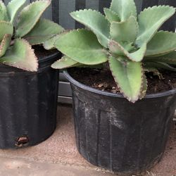 Kalanchoe Mother of Thousands Plant