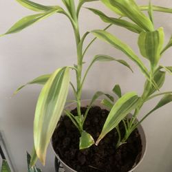 Plant for inside just!   Potted!   