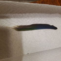 Real Conure Feathers