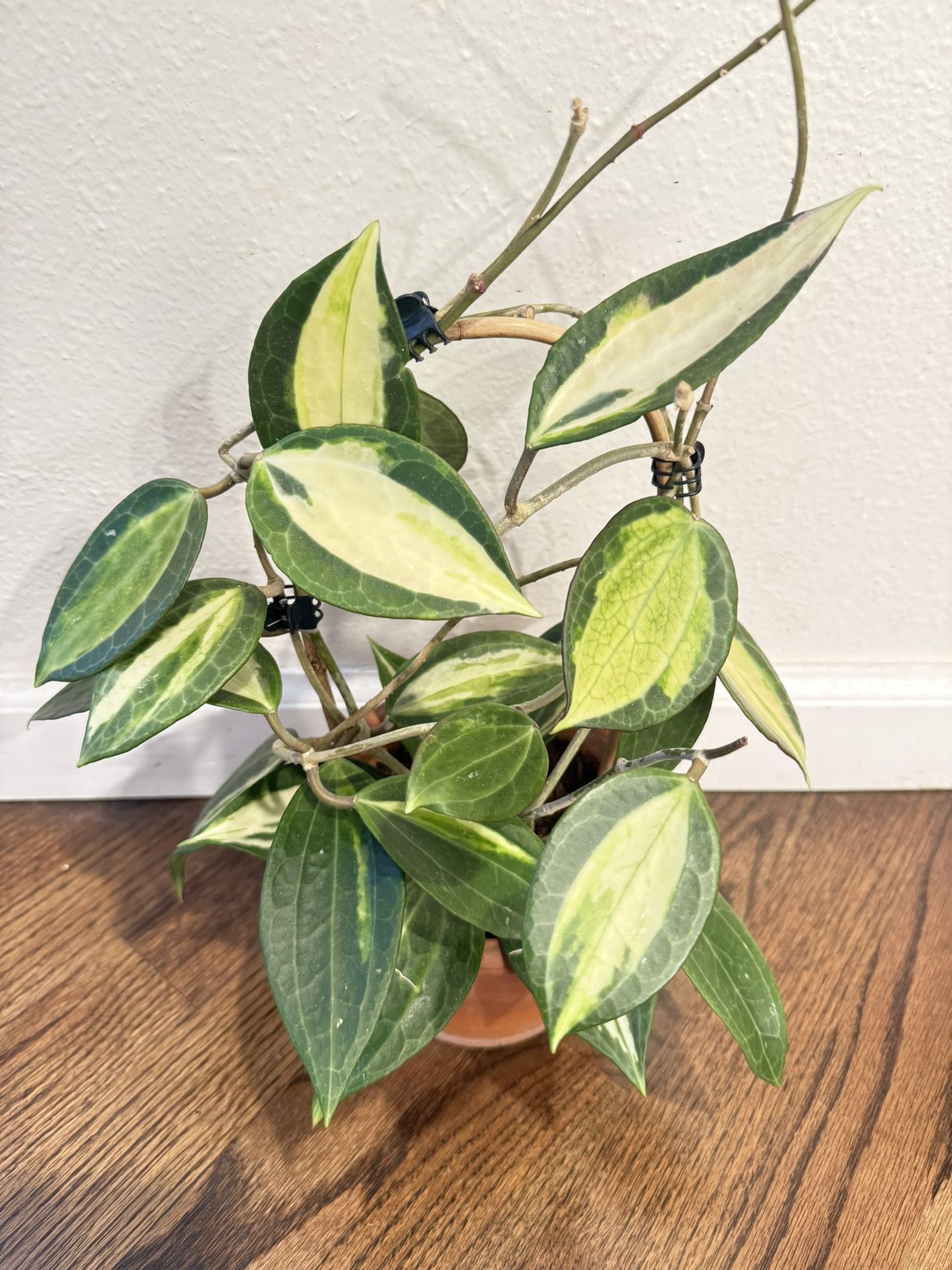 Hoya Plant Pot Of Gold In 4 Inch Terracotta Pot