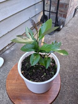 2 years Meyer lemon tree