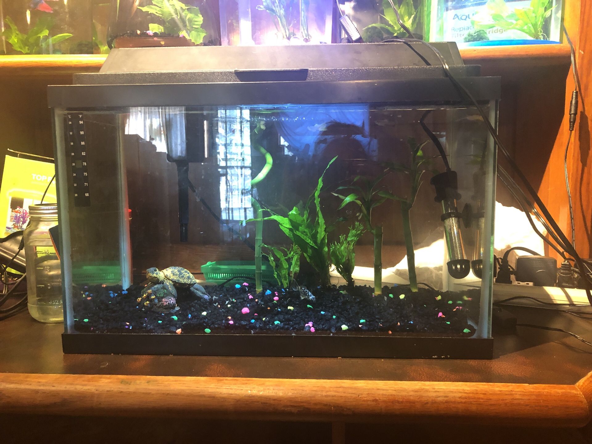 10 gallon aquarium with hood light, filter and heater