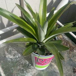 Planta De Piña