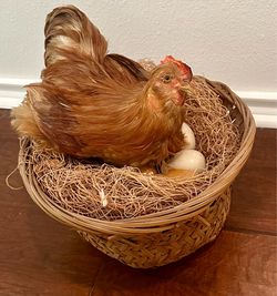 Real Hen Taxidermy on Wooden Eggs in Nest and Woven Basket
