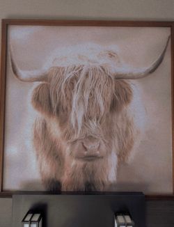 Beautiful Cow Picture