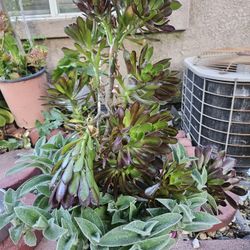 Beautiful Plant 5 Gallon 