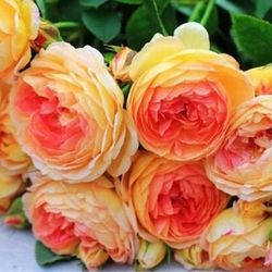 Rare European, Japan rose plants ,     Rosomane Janon