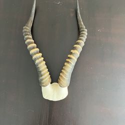 Impala Horns