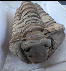 Authentic Trilobite Fossil