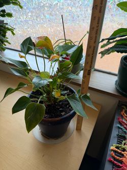 pink Anthurium / flamingo flower
