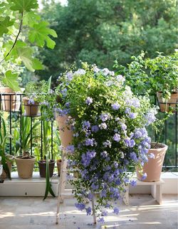 Blue jasmine plant