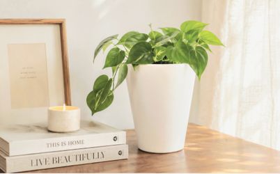 Satin White Ceramic Pottery 6.5"