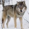 ArrowWolf🐾