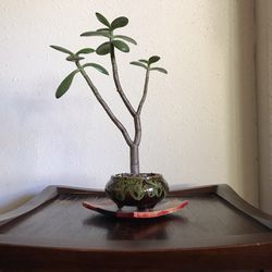 Jade Bonsai  Tree For Sale 