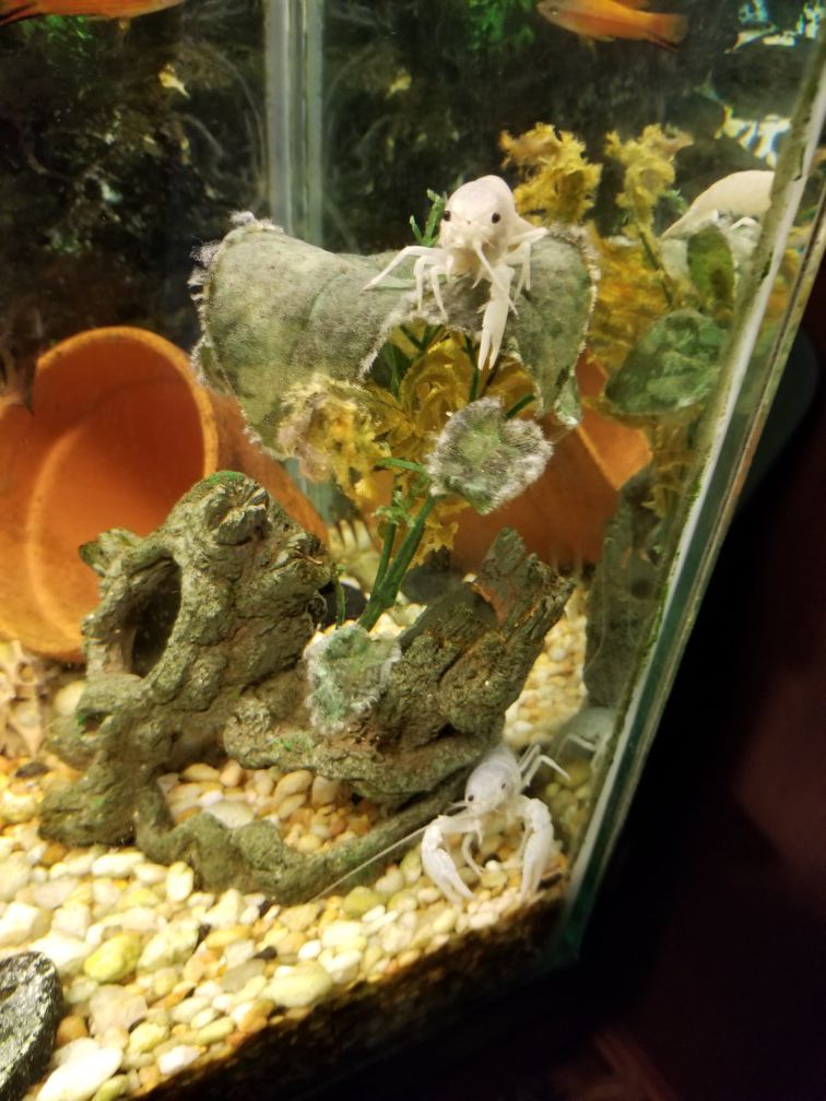 White spectar crayfish for sale