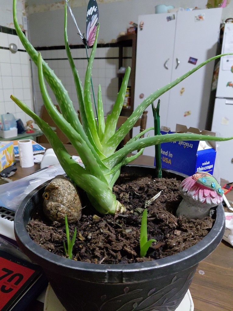 Plant