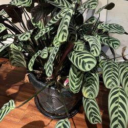 Indoor Real House Plant